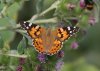 Painted Lady at Fleet Head (Steve Arlow) (60681 bytes)